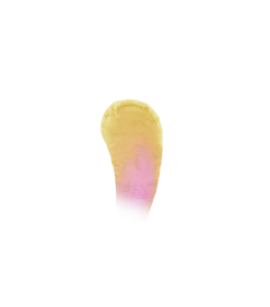 Warner Bros Luna Lovegood'Sunflower' Colour Changing Lipstick